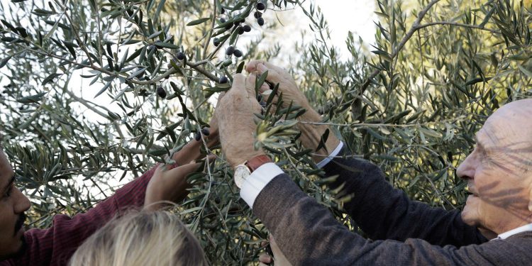 OLIVE OIL EXPERIENCE
